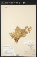 Gossypianthus lanuginosus image