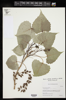 Populus deltoides var. deltoides image