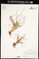 Isoëtes melanopoda subsp. melanopoda image