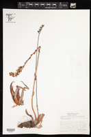Dudleya lanceolata image