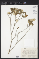 Croton hypoleucus image