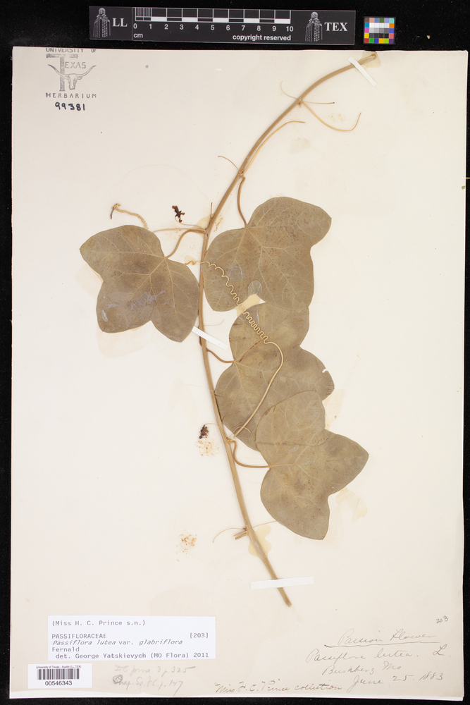 Passiflora lutea var. glabriflora image