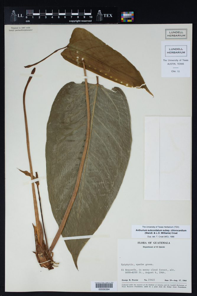 Anthurium subcordatum subsp. chlorocardium image