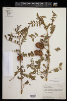 Image of Glycyrrhiza echinata