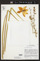 Yucca constricta image