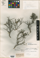 Acleisanthes purpusiana var. marshii image