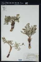 Cogswellia foeniculacea image