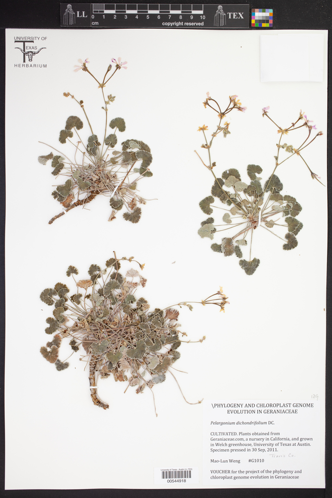 Pelargonium dichondrifolium image