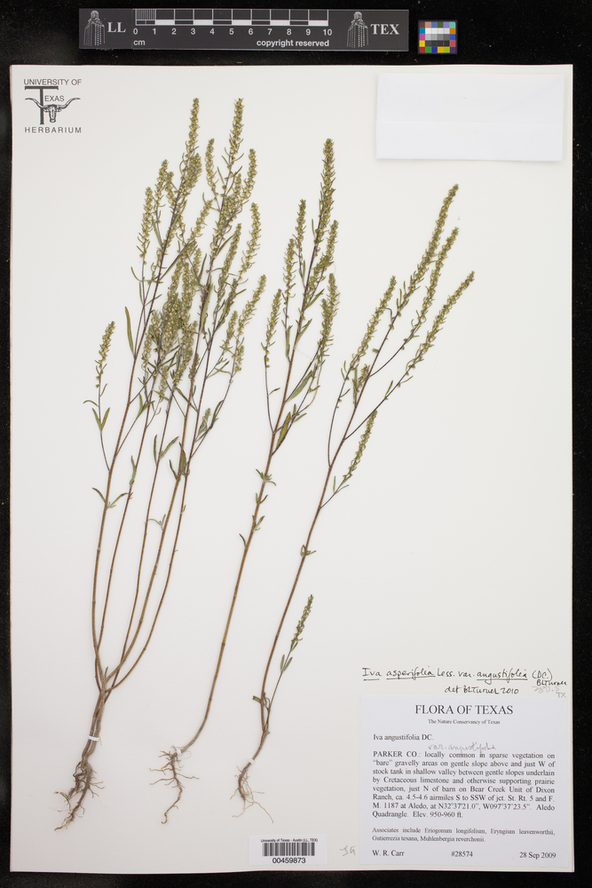 Iva asperifolia var. angustifolia image