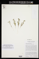 Euphorbia peplidion image