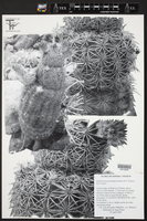Echinocereus pseudopectinatus image
