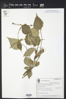 Croton fragilis image