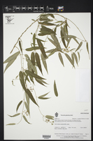 Thenardia galeottiana image