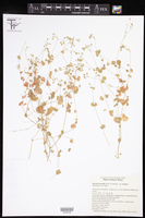 Drymaria gracilis subsp. carinata image