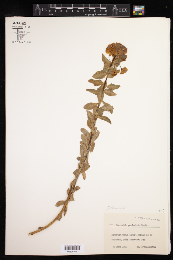 Euphorbia paniculata image