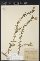 Oenothera cordata image