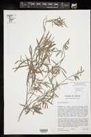 Salix thurberi image