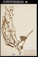 Nicotiana plumbaginifolia image
