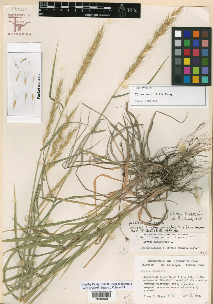 Elymus texensis image