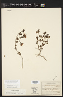 Acleisanthes obtusa image
