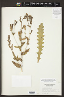 Mentzelia albescens image