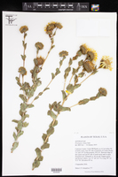 Grindelia ciliatus image