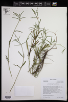 Desmanthus tatuhyensis var. brevipes image