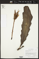 Epiphyllum phyllanthus image