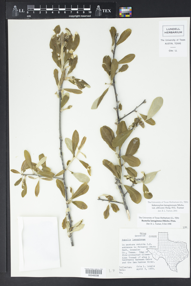 Sideroxylon lanuginosum subsp. albicans image