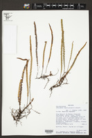 Image of Melpomene caput-gorgonis
