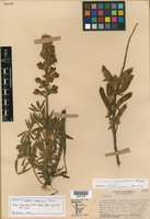 Image of Lupinus cacuminis