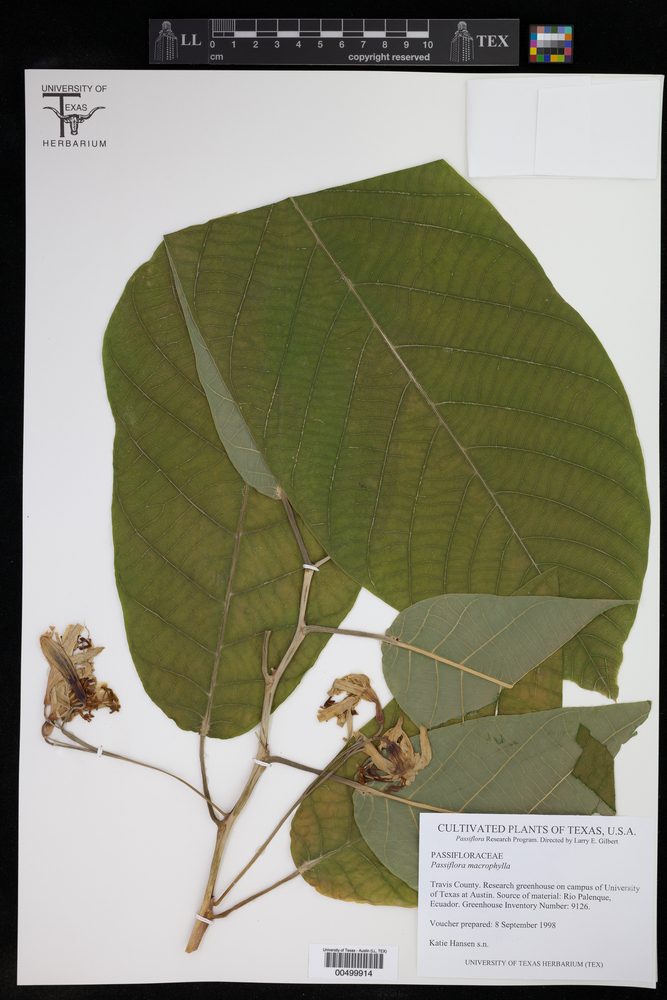 Passiflora macrophylla image