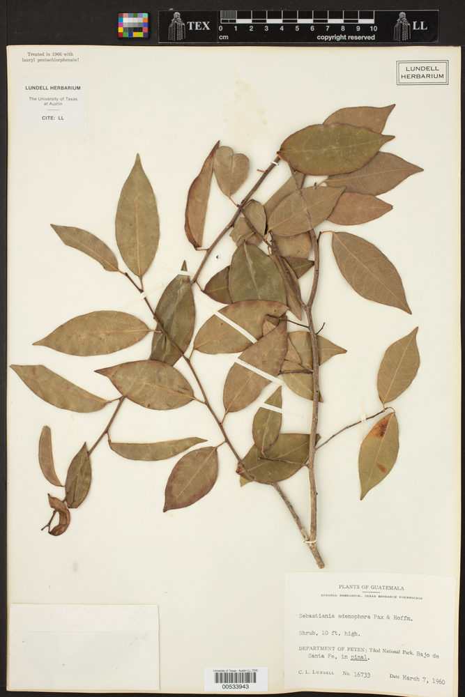Sebastiania adenophora image