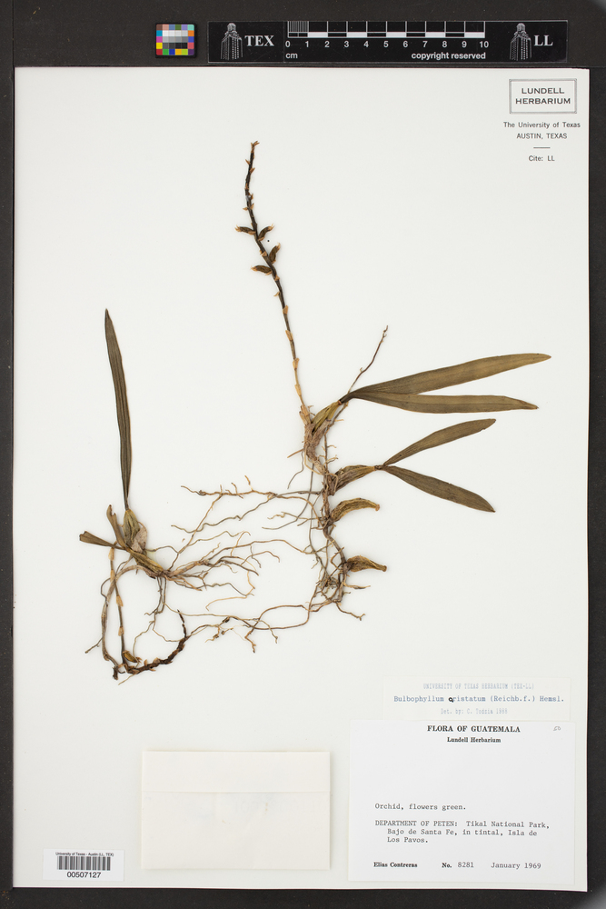 Bulbophyllum aristatum image