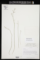 Bartonia paniculata subsp. texana image