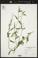 Cynanchum floribundum image