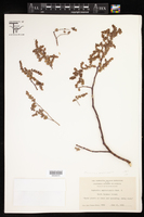 Image of Euphorbia amplexicaulis