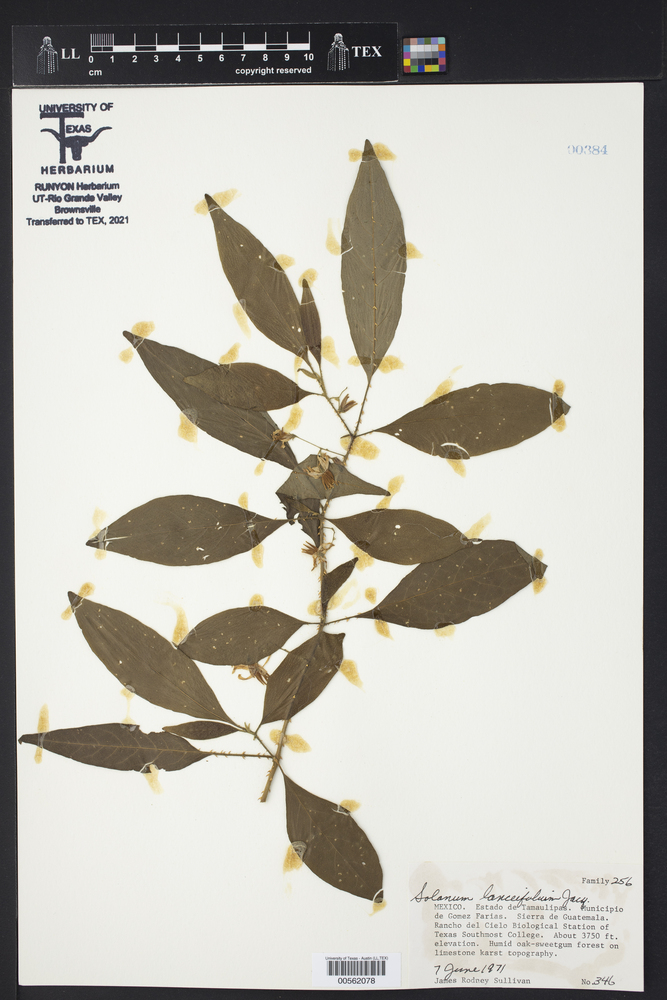 Solanum lanceifolium image