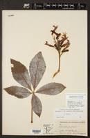 Aesculus pavia var. pavia image