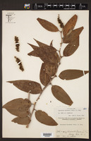 Leucothoe fontanesiana image