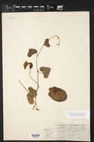 Aristolochia elegans image