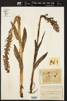 Orchis majalis image