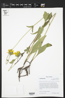 Silphium radula var. gracile image