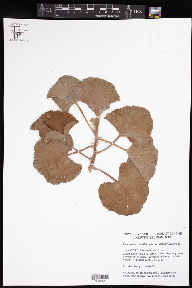 Pelargonium cucullatum image
