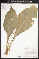Anthurium agnatum image