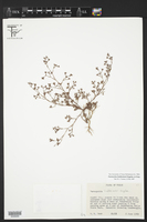 Paronychia lindheimeri image