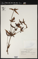 Image of Rhododendron hooglandii