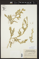 Selaginella schizobasis image