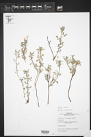 Oxalis frutescens subsp. angustifolia image