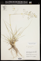 Eragrostis swallenii image